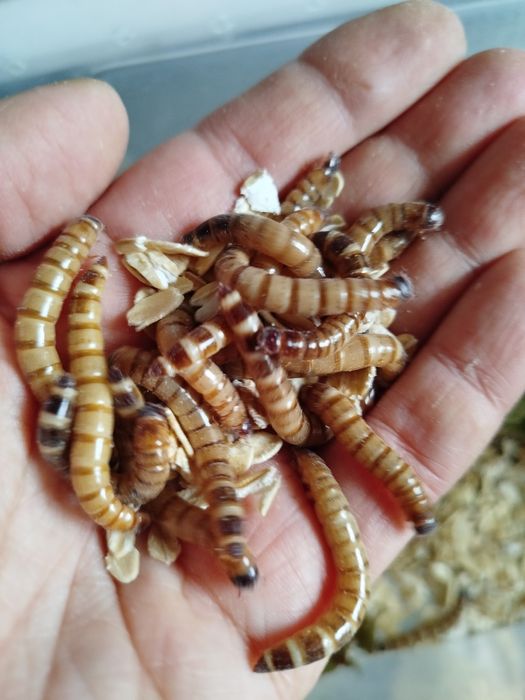 Зоофобус. Личинка зоофобуса