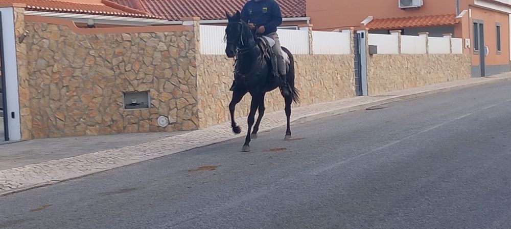 Cavalo castrado de 4 anos muito manso montado
