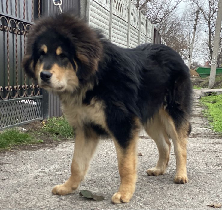 Хлопчик тібетського мастифа