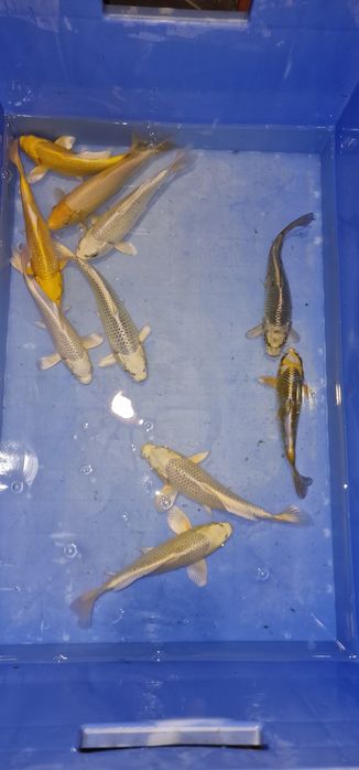 Carpas Koi 16/20cm