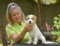 Jack Russell Terrier FCI – mała księżniczka czeka na nowy dom!