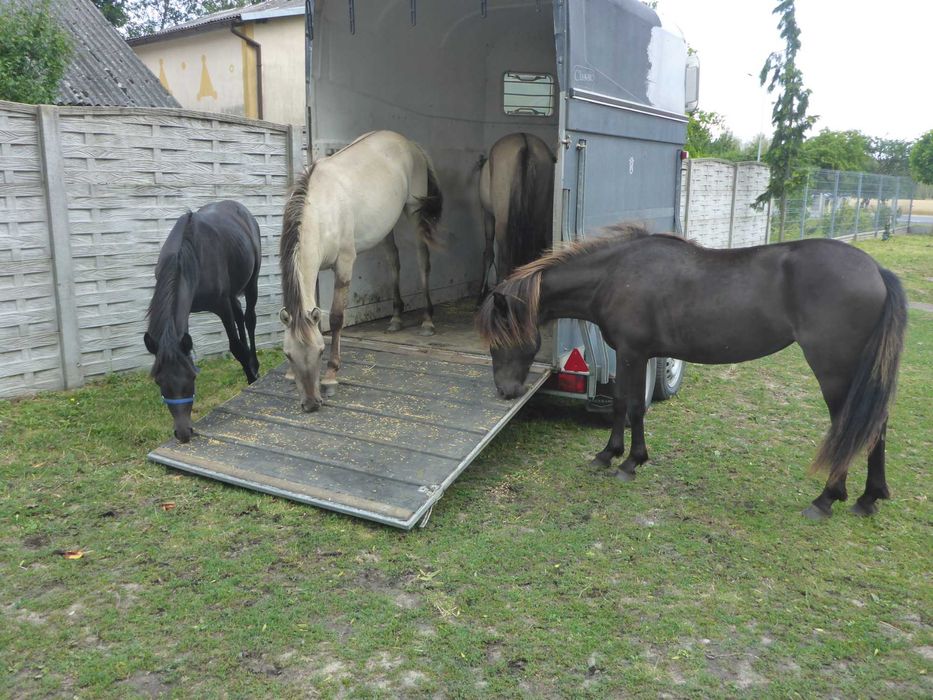 MAGELA _ programowa _ KLACZ _ konik polski _ z badaniami DNA _ dowiozę