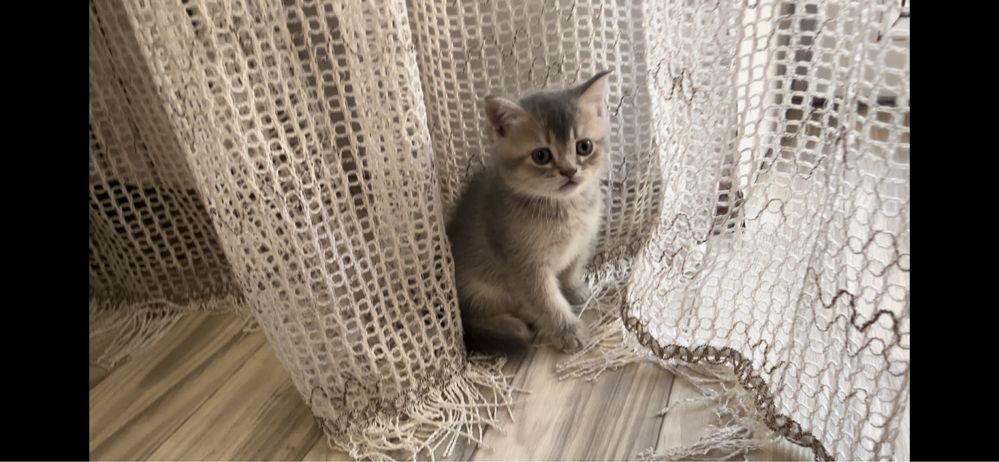 Шотландские прямоухие котята