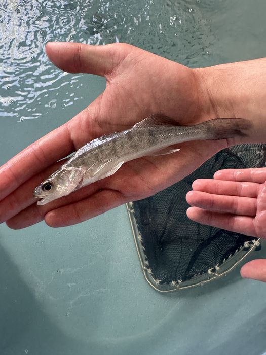 Narybek sandacza sandacze sandacz i inne ryby do stawów i oczek