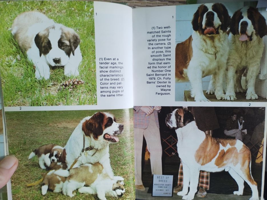 Bernardyny bernardyn, Saint bernards - książka ilustrowana, kolekcja