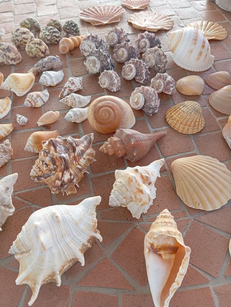conchas  diversas