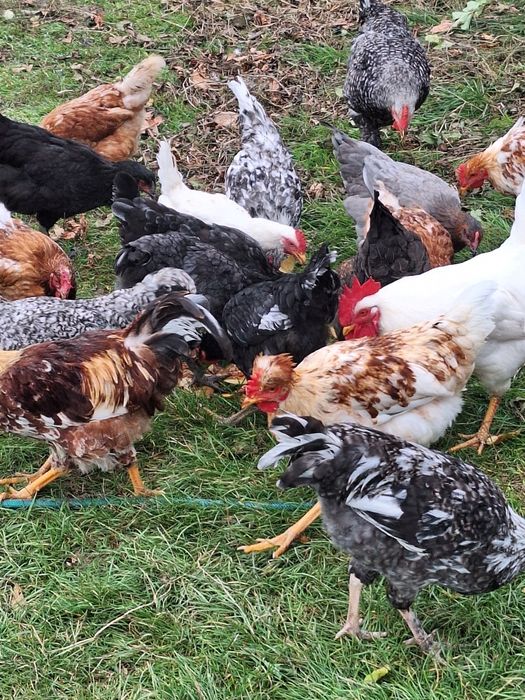 Продам курей різних порід