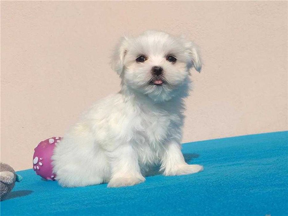 Bichon Maltês disponível