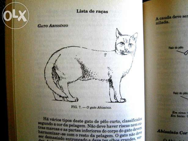 Como tratar do seu gato alimentação, variedades,doenças e tratamento