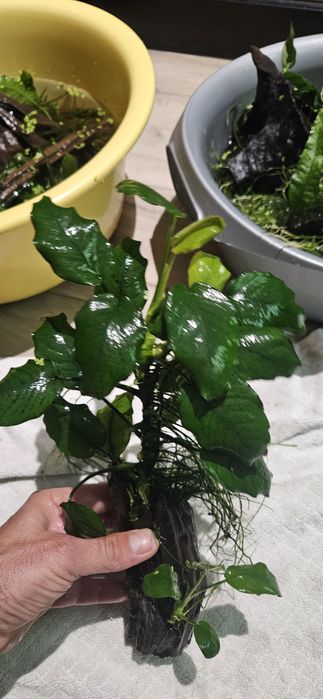 Anubias plus korzeń