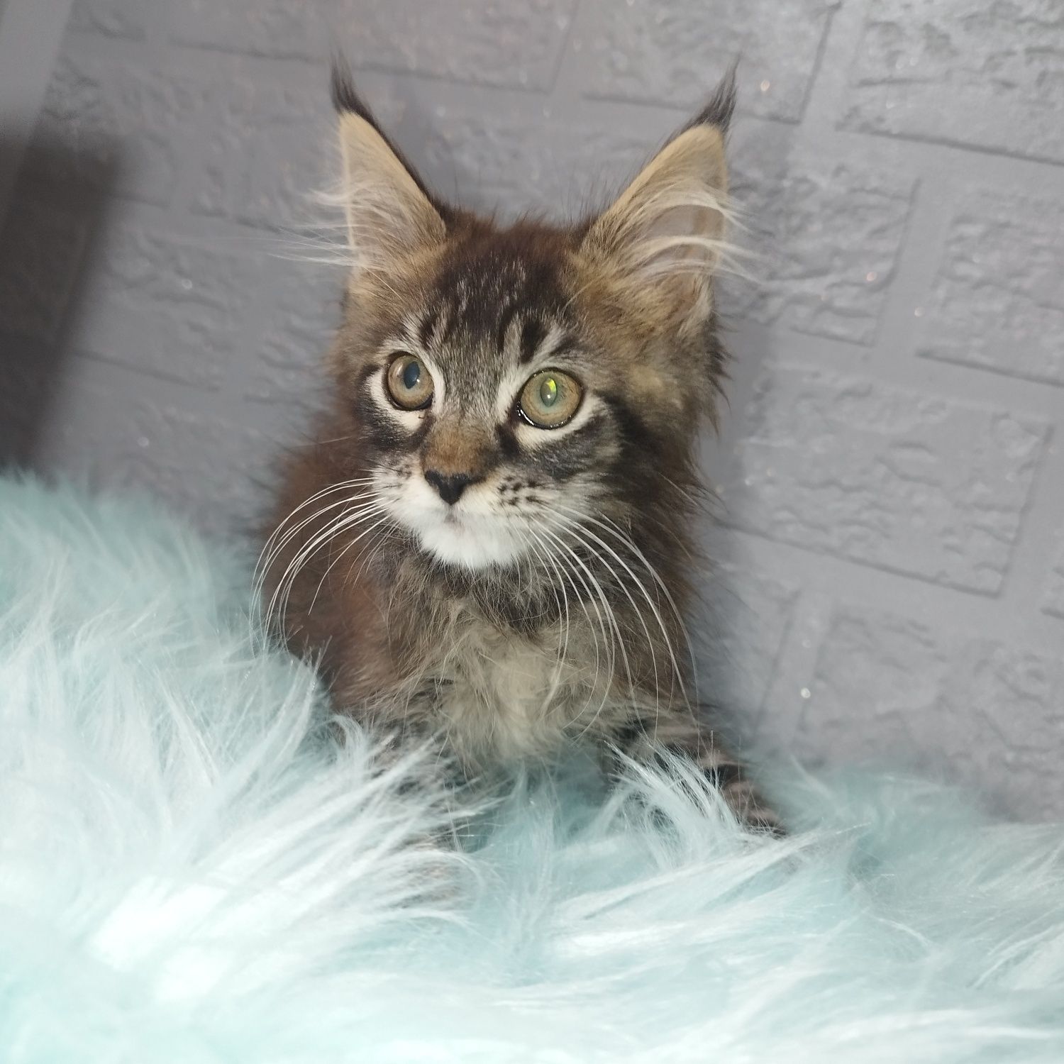 Maine Coon kocurek