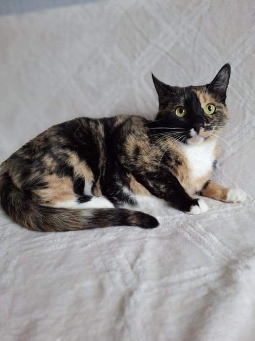 Трёхцветная стерилизованная кошечка подросток ищет дом! В хорошие руки