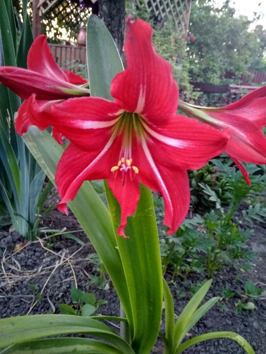 Гиппеаструм червоний