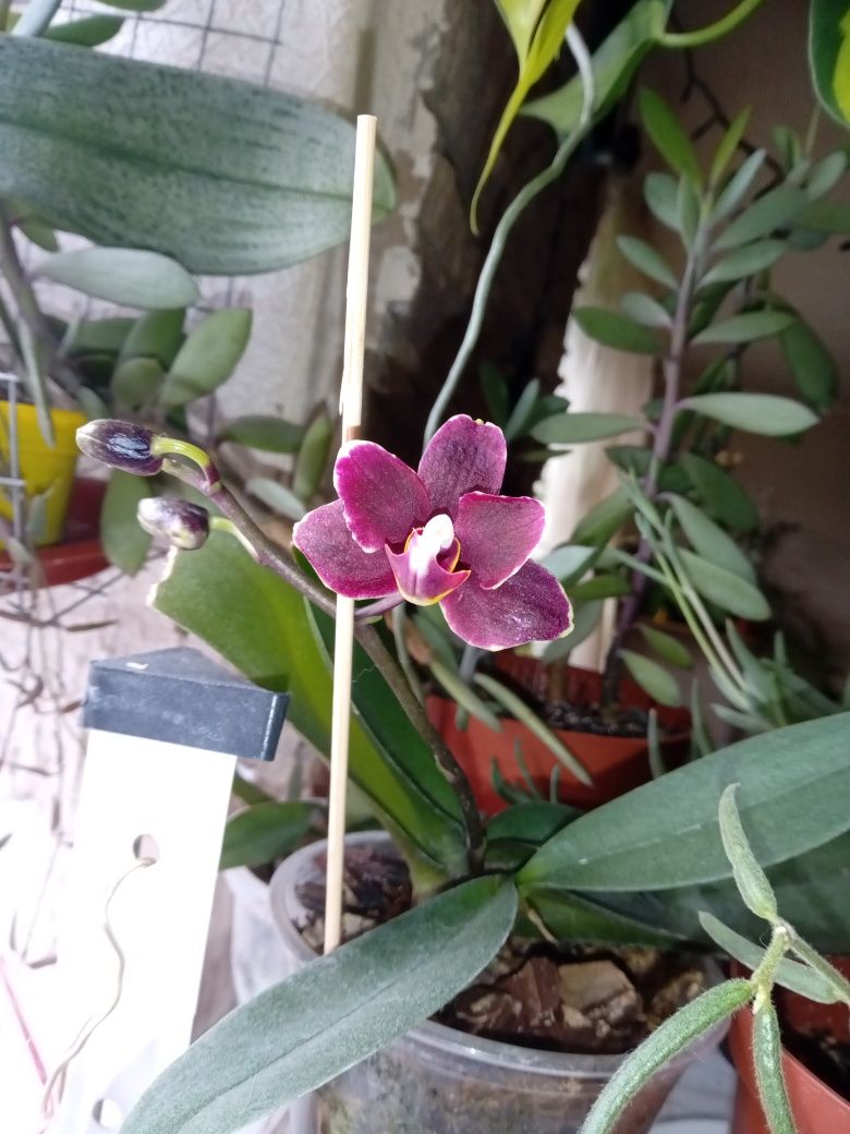 детка орхидеи Starlett сейчас цветет