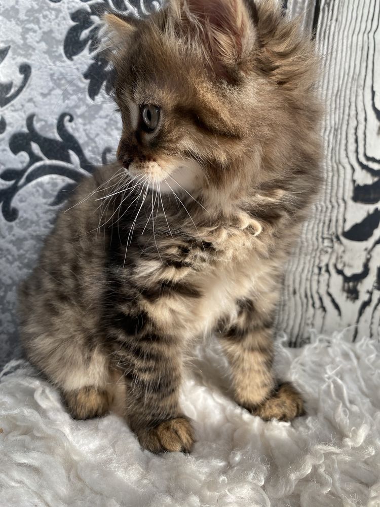 Котик сибірського окрасу