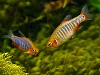 Danio erythromicron (Celestychis  erythromicron) WYSYŁKA AKWAWIN