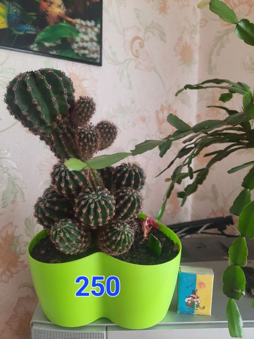 Кактуси дорослі і дітки