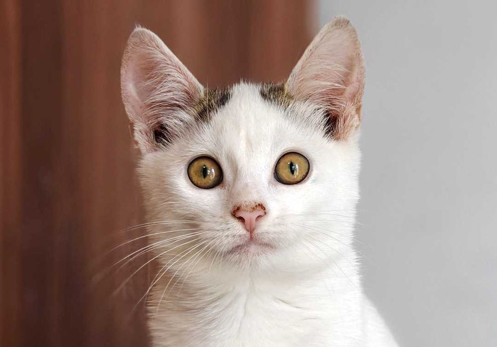 Красуня Совушка дуже хоче знайти свого господаря, кіт кошеня кот кішка