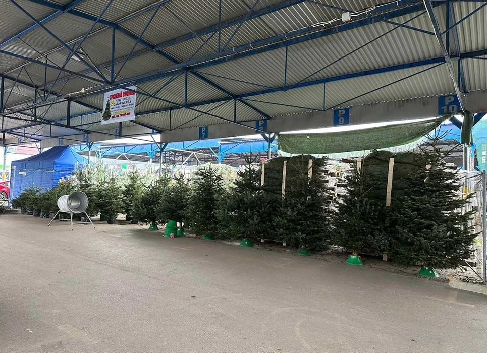 Jodła Kaukaska Nordman Gałęzie Gałązki Stroisz Dostawa Gratis