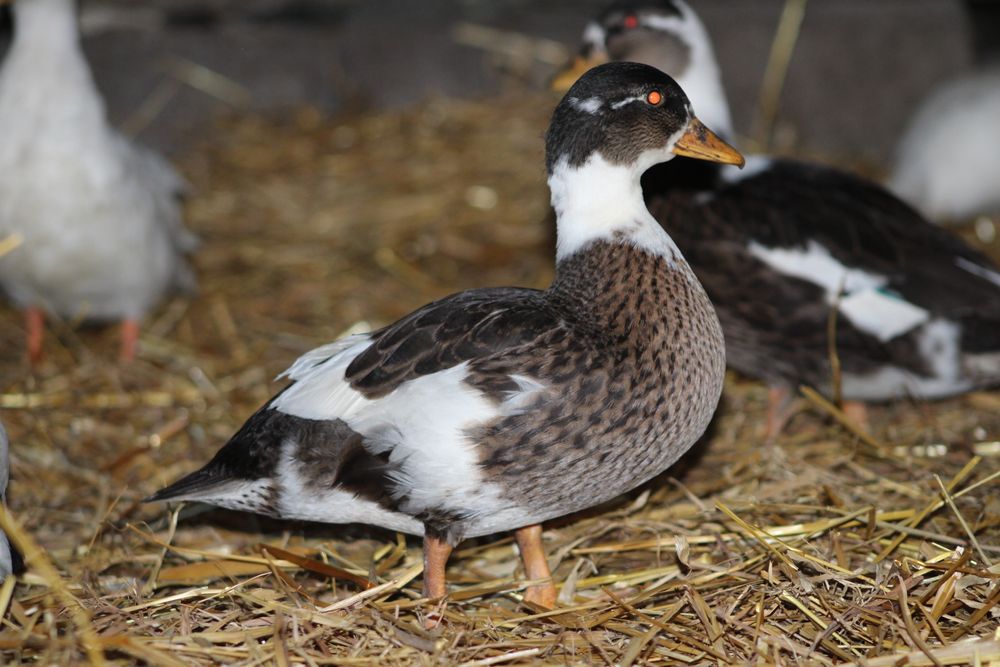 Kaczuszki i  Kaczory Call Duck