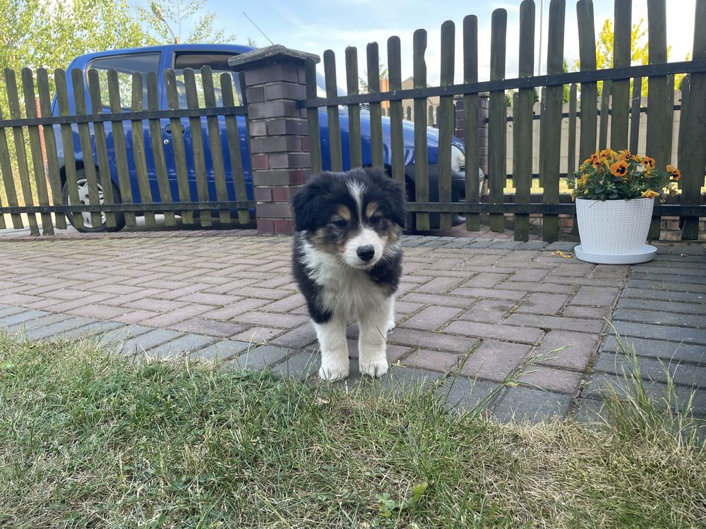 Border Collie Szczeniak