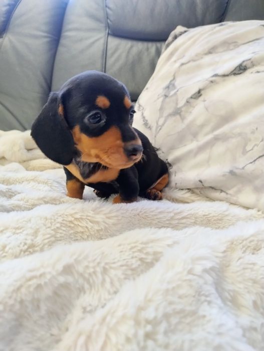 Jamniczka czarnopodpalana