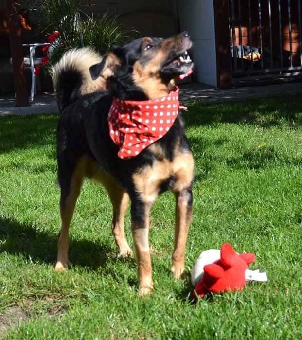 Ferduś słodziak do adopcji