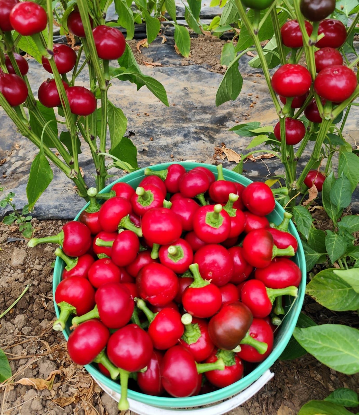 Papryczki cherry słodkie