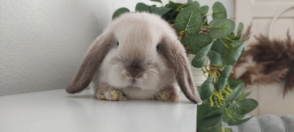 Mini Lop królik gotowe do odbioru