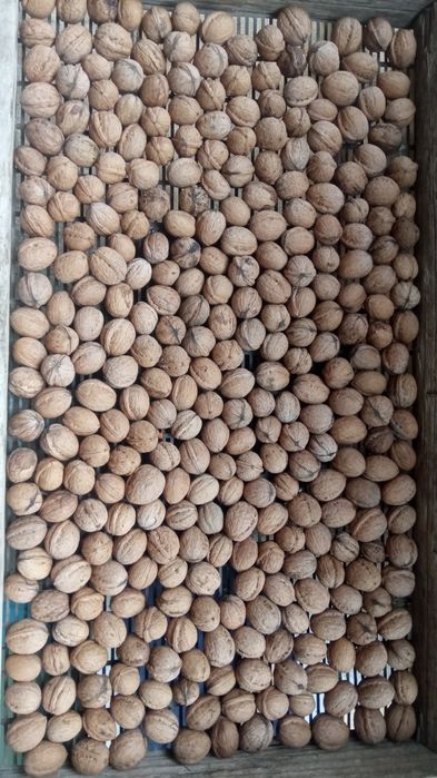 Грецький горіх урожай 2025