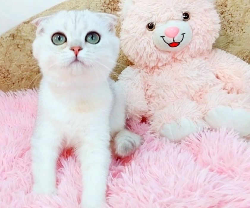 Надзвичайно ніжний хлопчик шиншилка