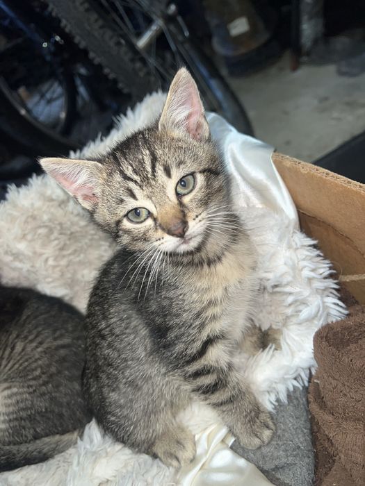 Do oddania cztery urocze kociaki