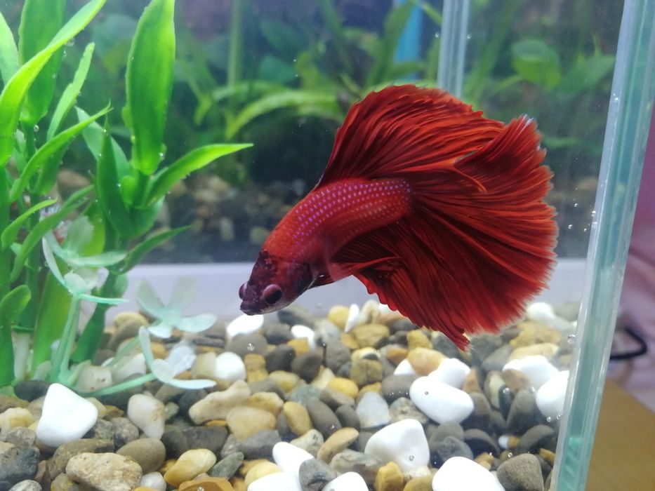 Червона Рибка Півник Betta Halfmoon red. Халф мун. Напівмісяць