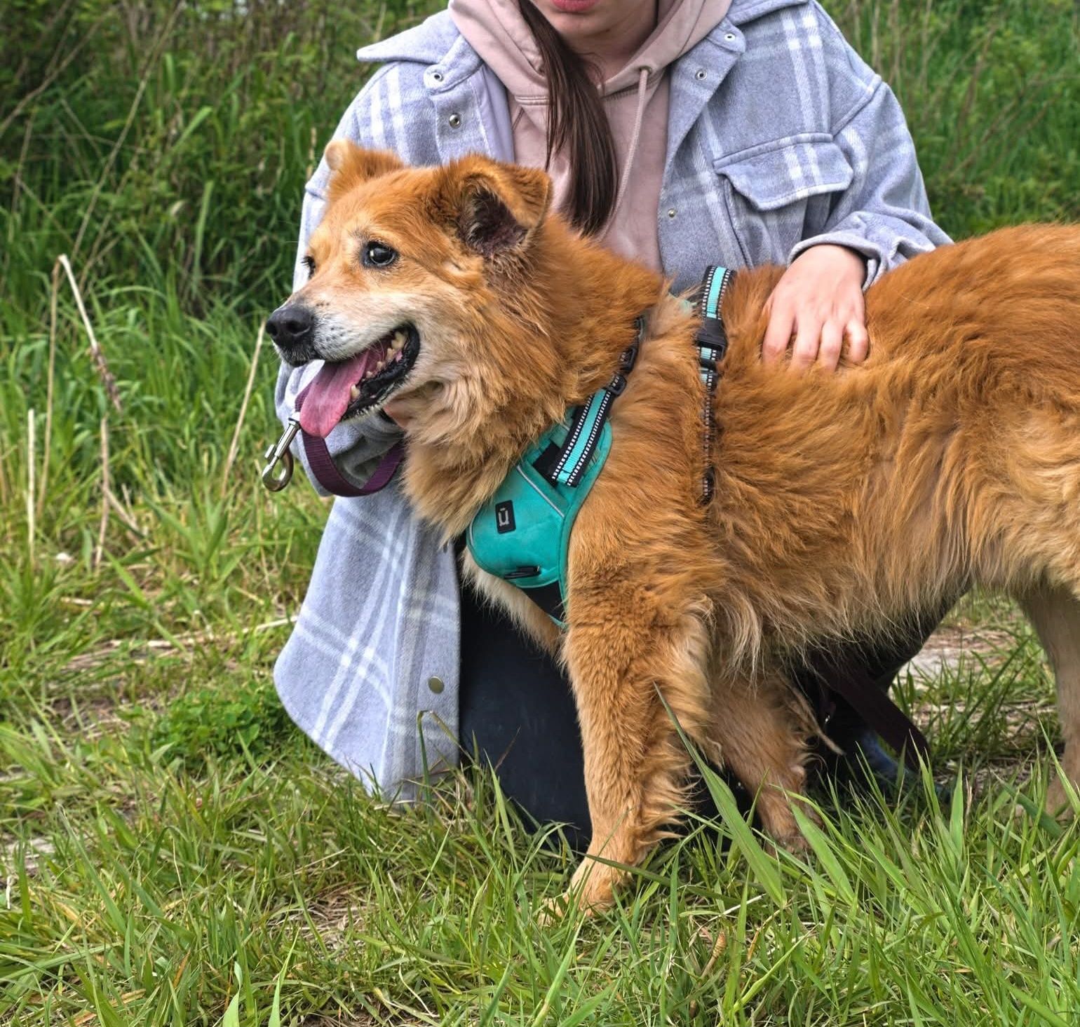 Beżowy rudy puchaty piesek z sierścią jak samojed szuka domu