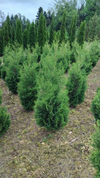 Thuje, Tuje, Tuja Kolumna, Thuja Columna,wysokości od 130cm, kopana