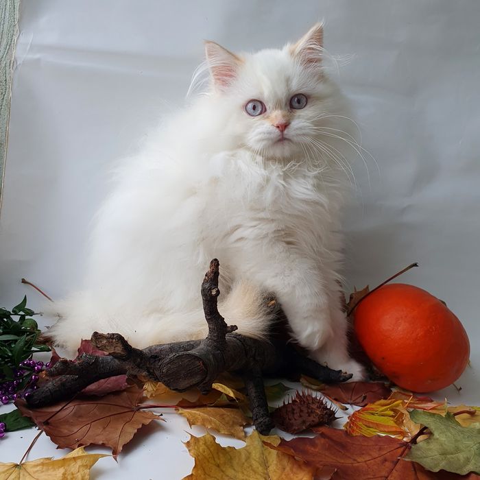 Чудовий котик з блакитними очима. Кращий друг дитині