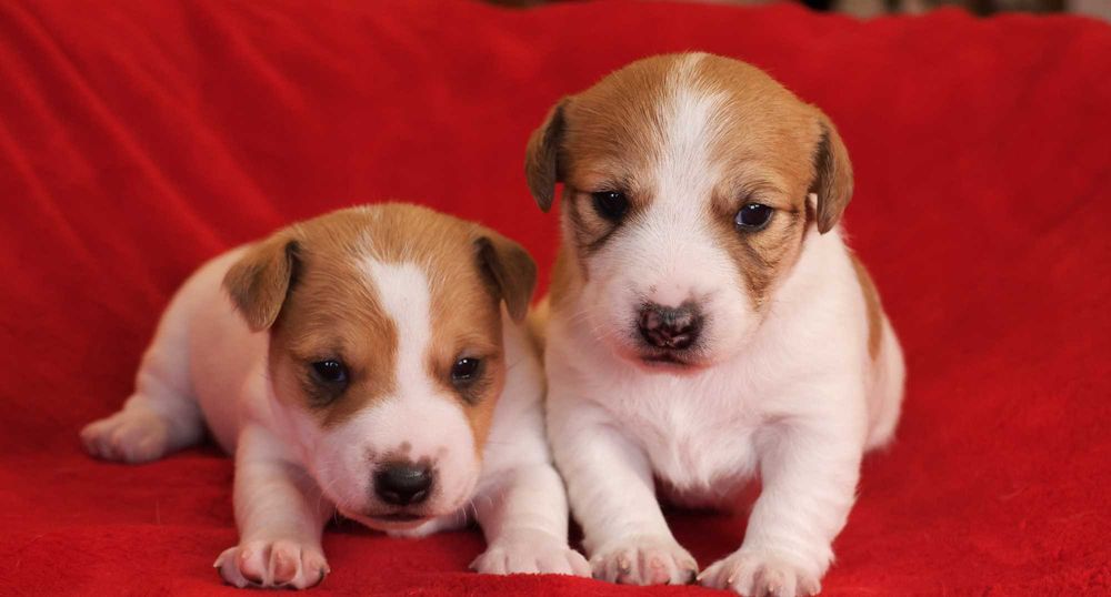 Piesek Jack Russell Terrier/BREFIO-/badania genet.