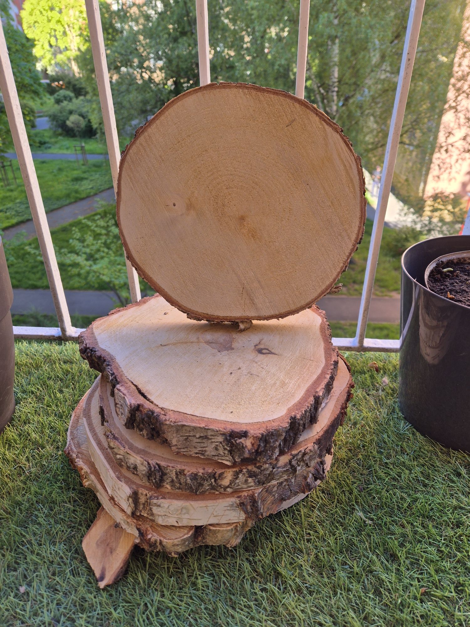 Suchy Plaster drewna krążek brzoza 23-27 cm wesele impreza