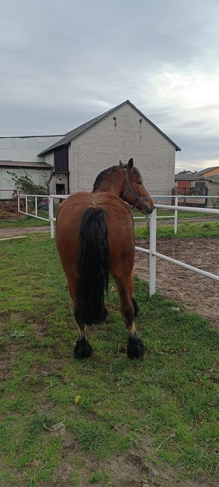 Klacz zimnokrwista księga główna
