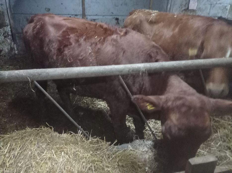 Jałówki mięsne cielne