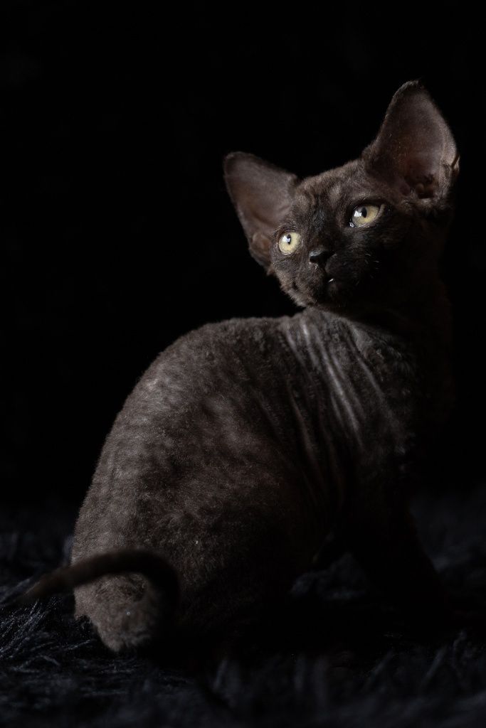 Devon Rex* czarny kocurek