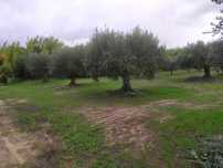 Oliveiras centenárias para venda