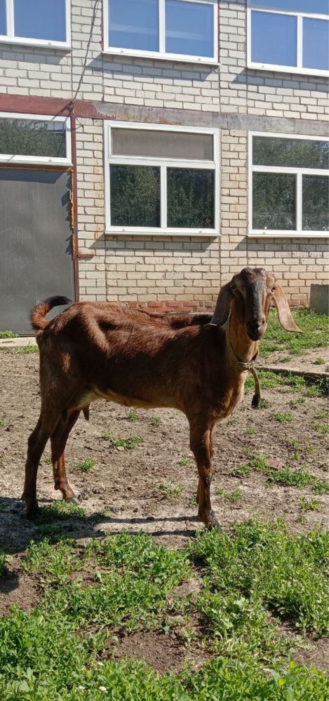 Продам козу нубийку