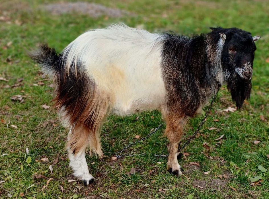 Козел породи Ламанча