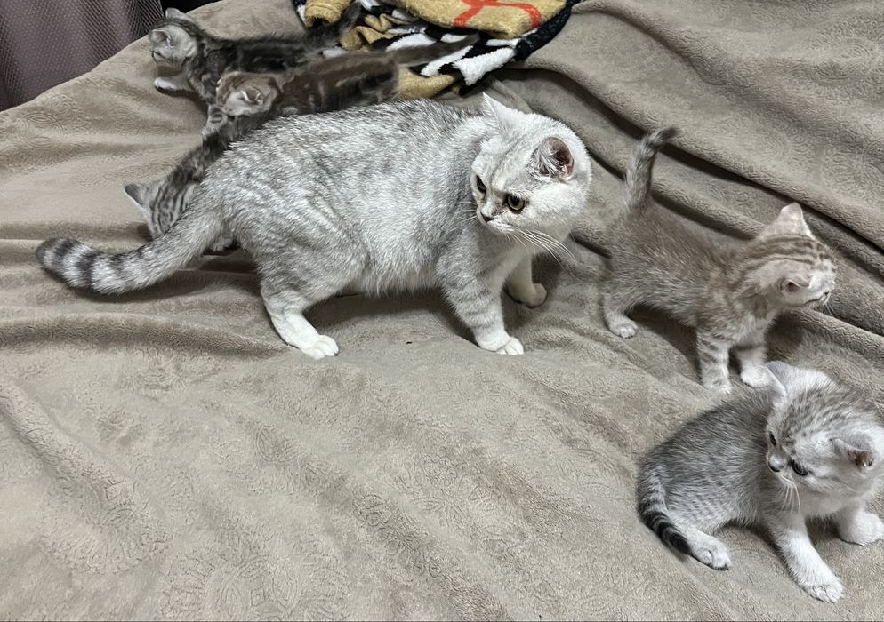 Шотландські кошенята