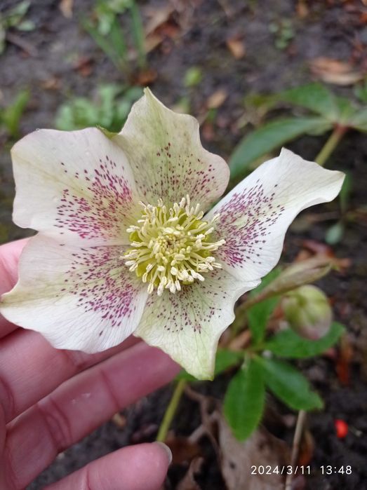 Морозники по 150 грн.