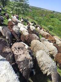 Вівці вівцематки