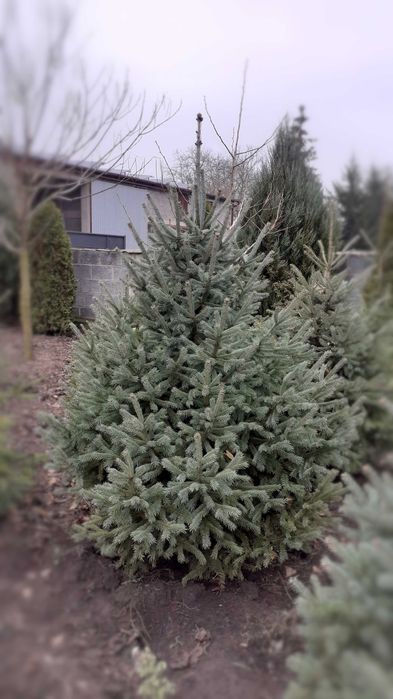 Choinki Bożonarodzeniowe cięte i w doniczkach