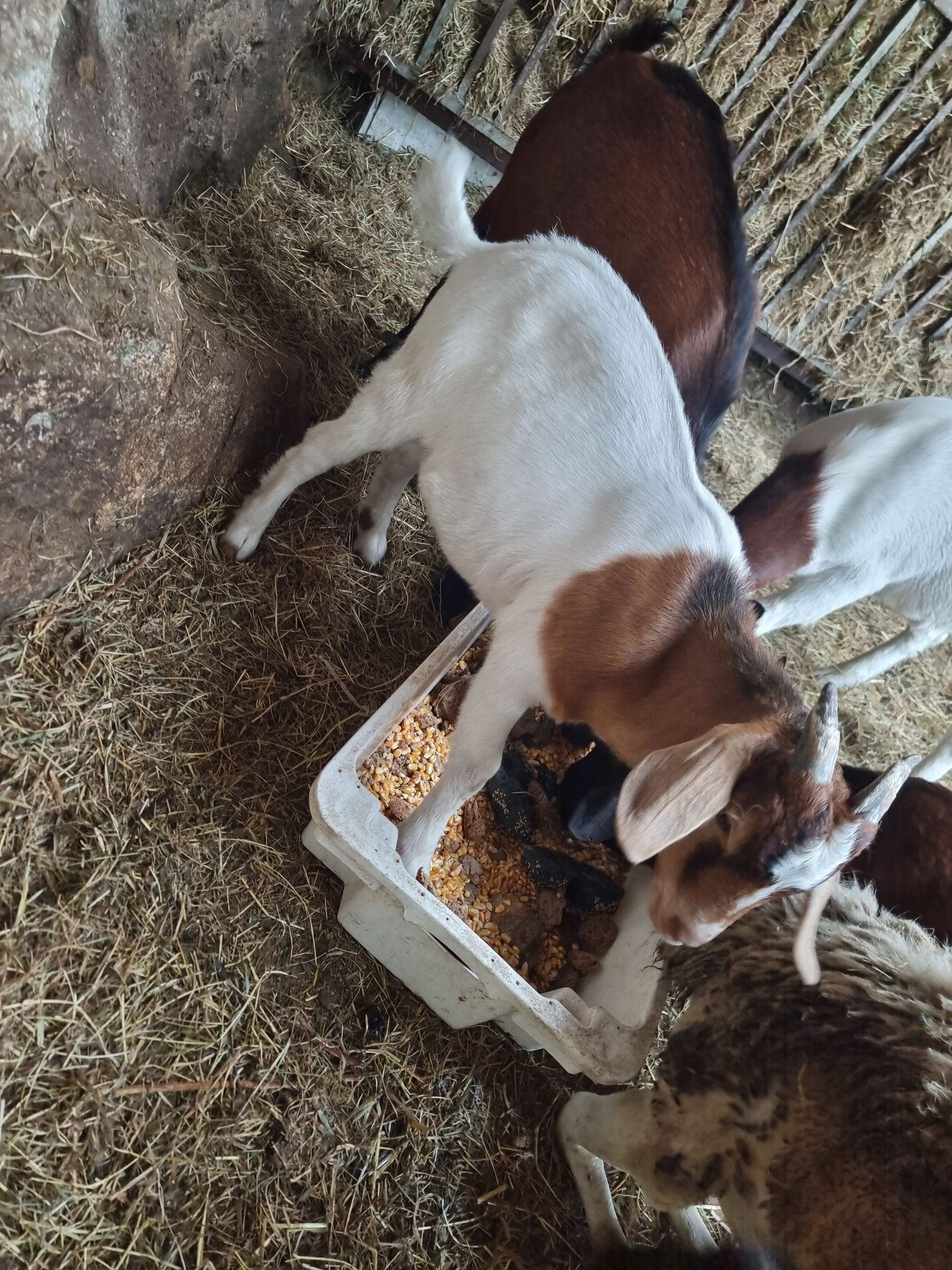 Vendo cabrito raça  Boer
