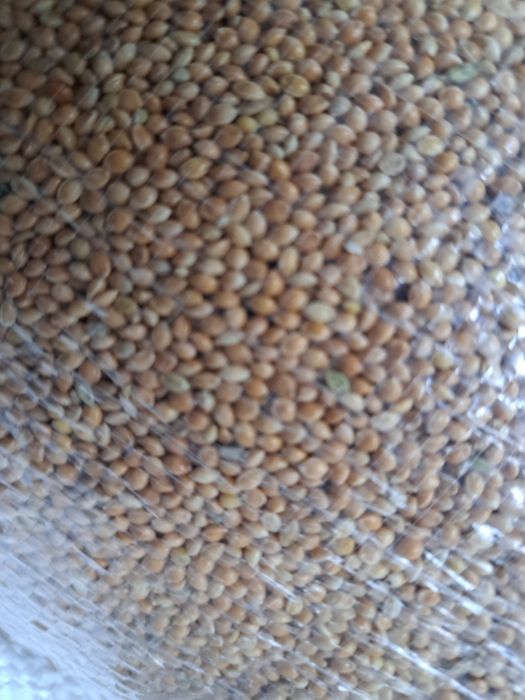 PROSO ŻÓŁTE 2,7 zł/kg , 25kg za 67,5 zł kanarek,falista, zeberki,